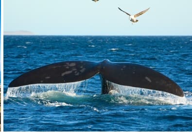Hermanus / Whales Day Tour — photo 2