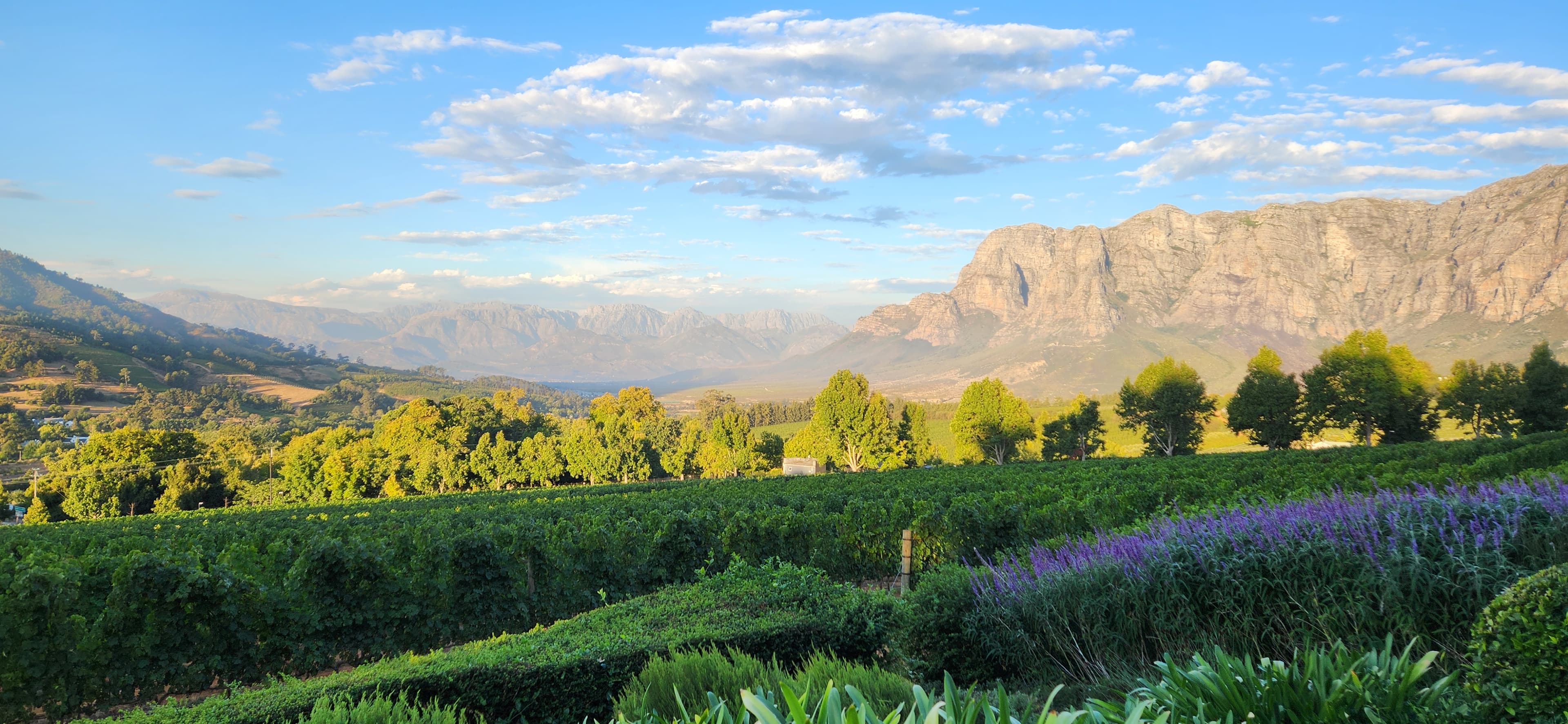 Golden-hour light over the vineyards and mountains of the Cape Winelands