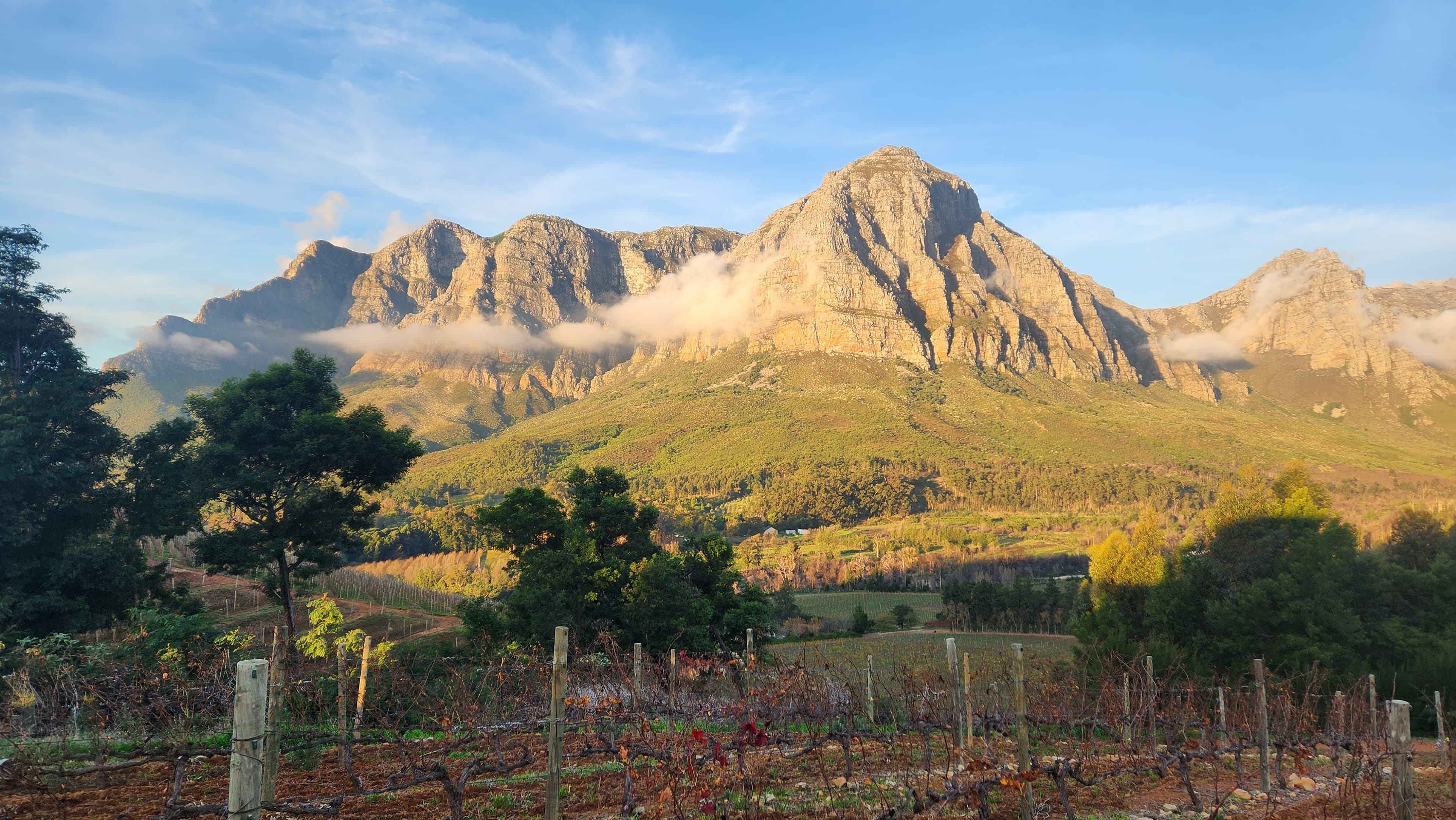 Dramatic mountain peaks above a Franschhoek vineyard