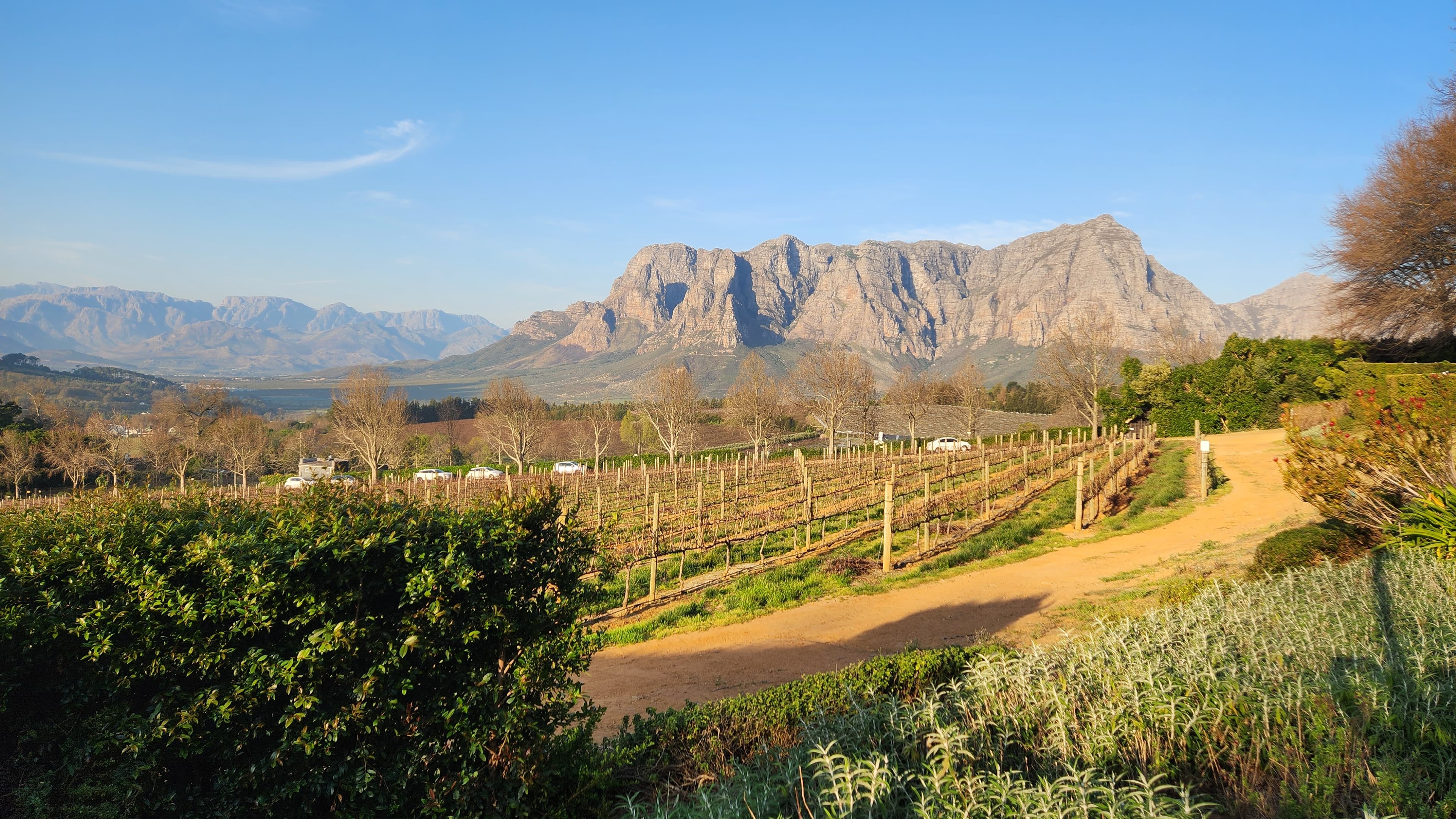 A vineyard driveway winding toward the Cape Winelands mountains