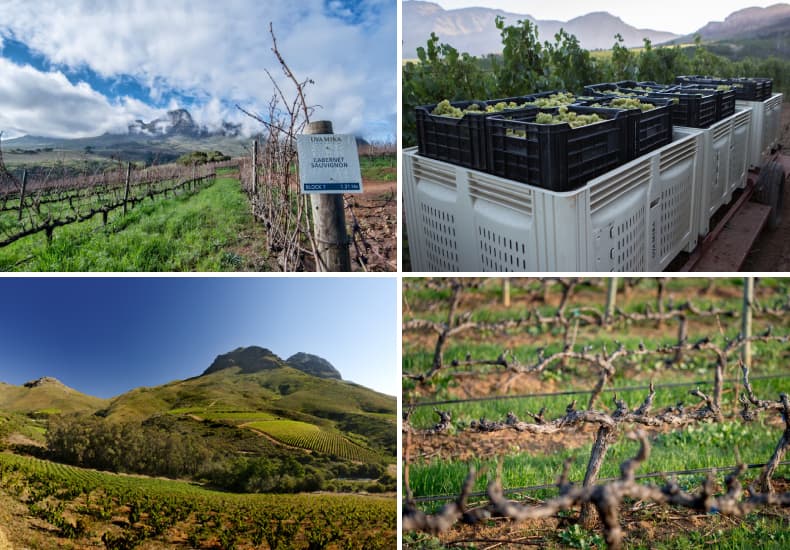 Boutique Wine Tour - Stellenbosch