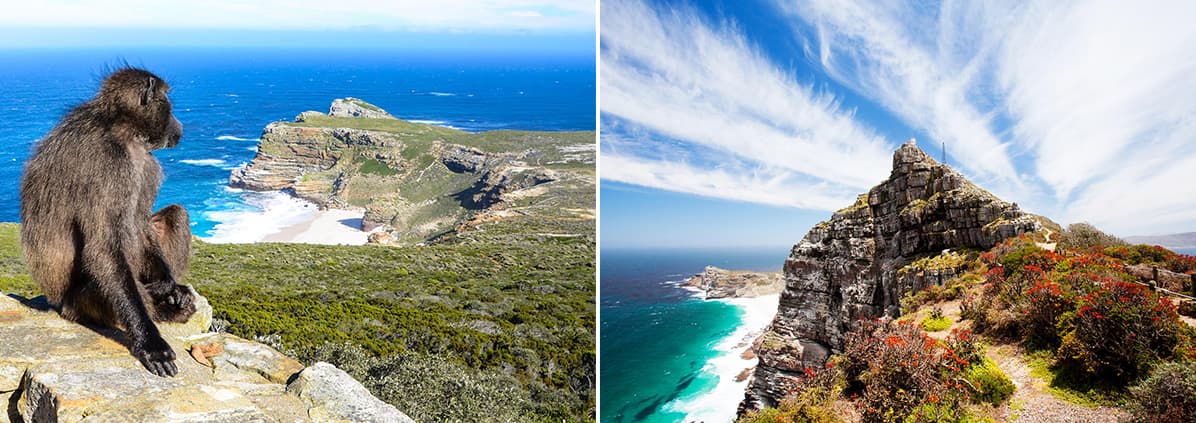 Cape Peninsula Tour (Cape Point & Penguins)