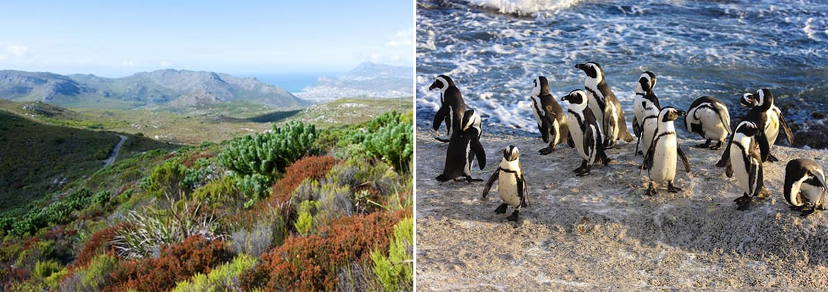 Cape Peninsula Tour (Cape Point & Penguins)