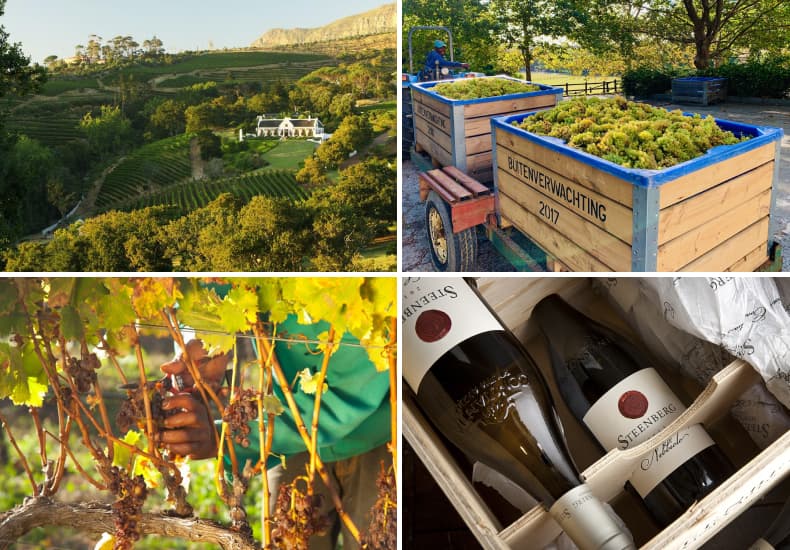 Constantia (in Cape Town) Wine Tour
