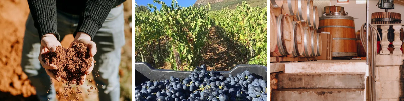soil, vineyards and cellar